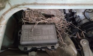 こんなところに鳥の巣が！